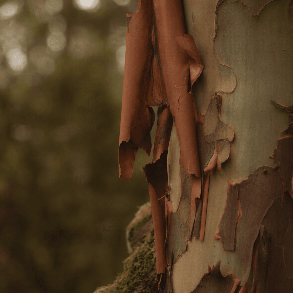 Arbutus bark, peeling in warm rust ribbons.